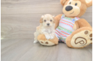 Maltipoo Pup Being Cute