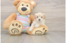 Best Maltipoo Baby