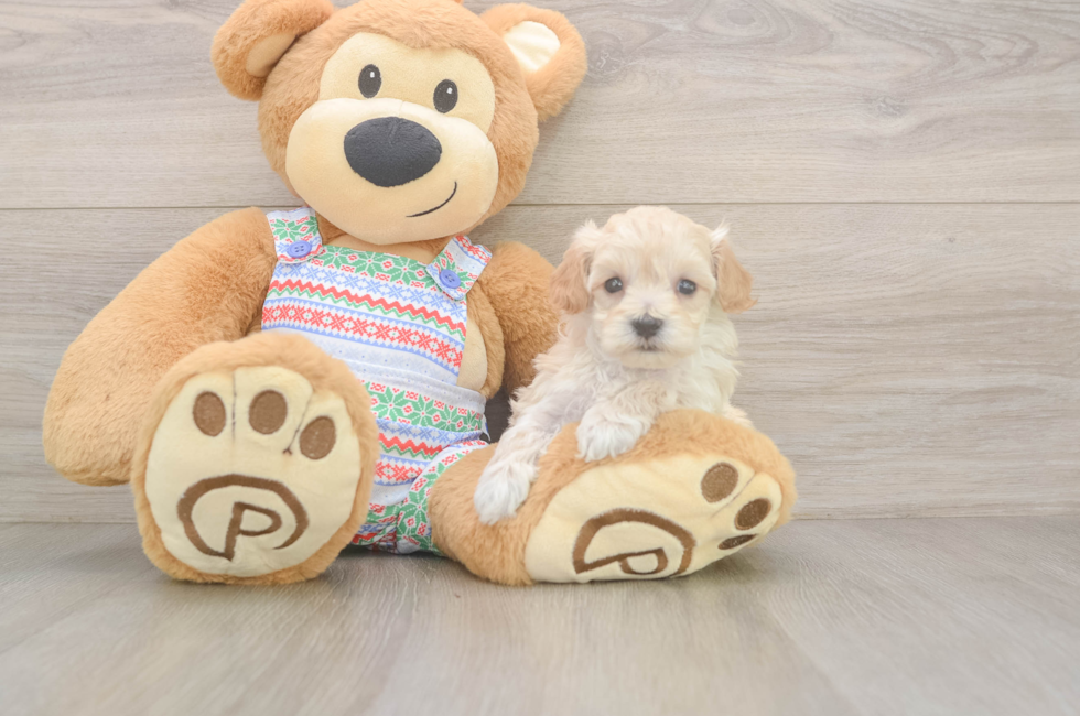 5 week old Maltipoo Puppy For Sale - Premier Pups