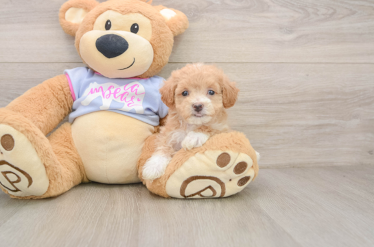 Petite Maltipoo Poodle Mix Pup