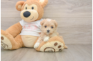 Best Maltipoo Baby