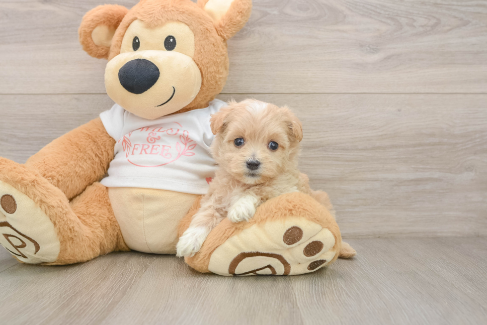 Best Maltipoo Baby