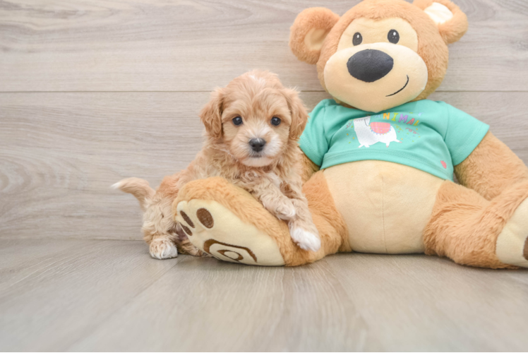 Maltipoo Pup Being Cute