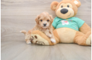 Maltipoo Pup Being Cute