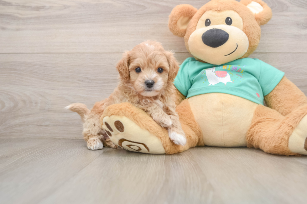 Maltipoo Pup Being Cute