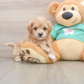 Maltipoo Pup Being Cute
