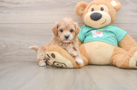Maltipoo Pup Being Cute