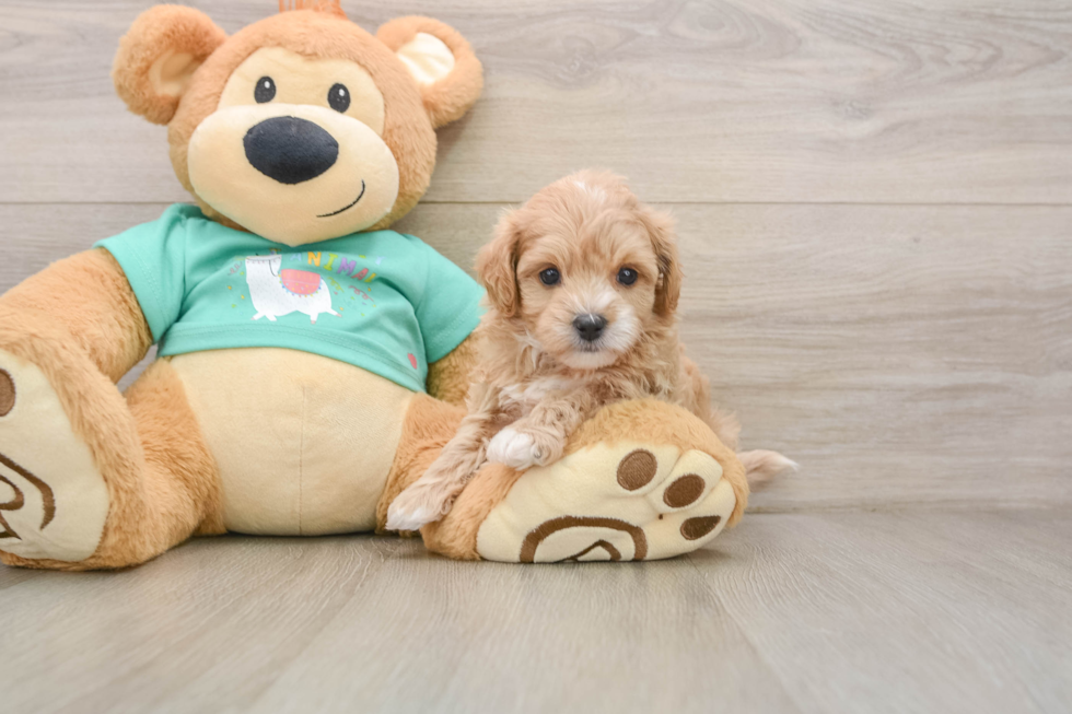 Petite Maltipoo Poodle Mix Pup