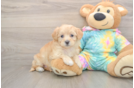 Fluffy Maltipoo Poodle Mix Pup