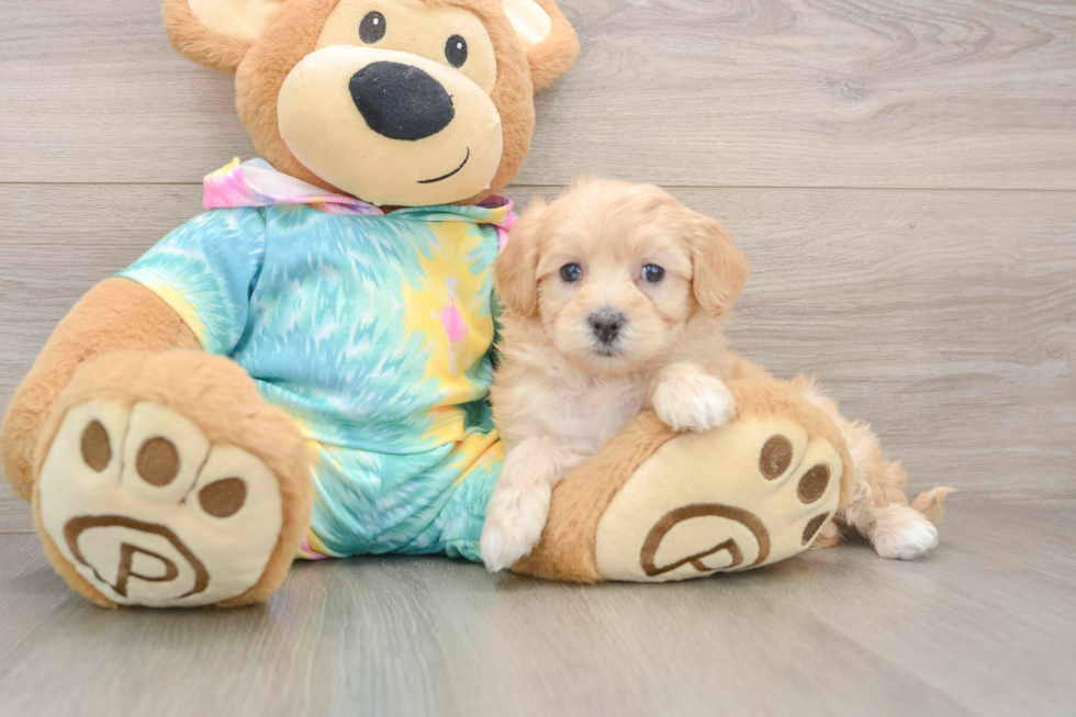 Funny Maltipoo Poodle Mix Pup