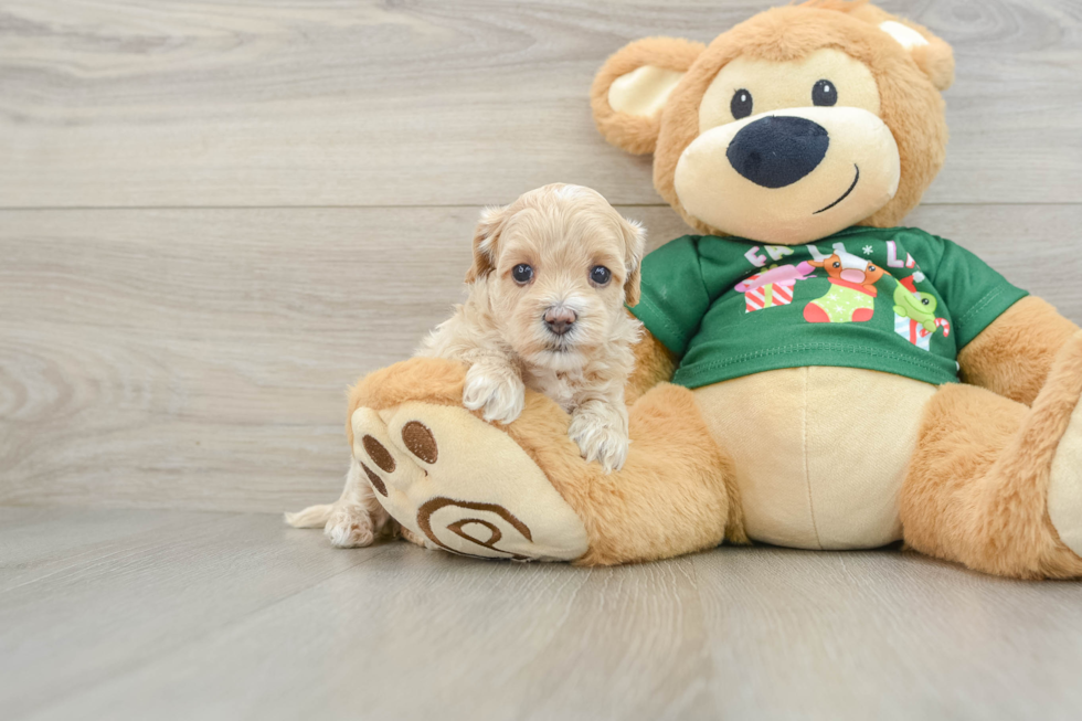 Maltipoo Pup Being Cute