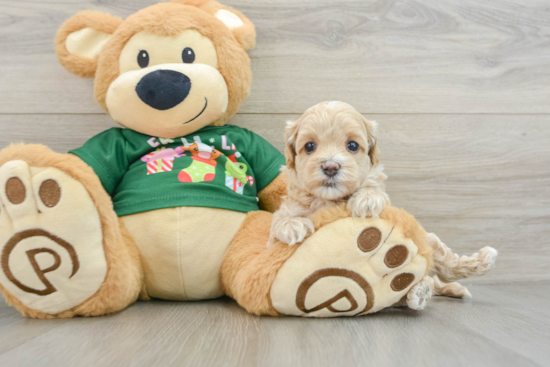 Petite Maltipoo Poodle Mix Pup