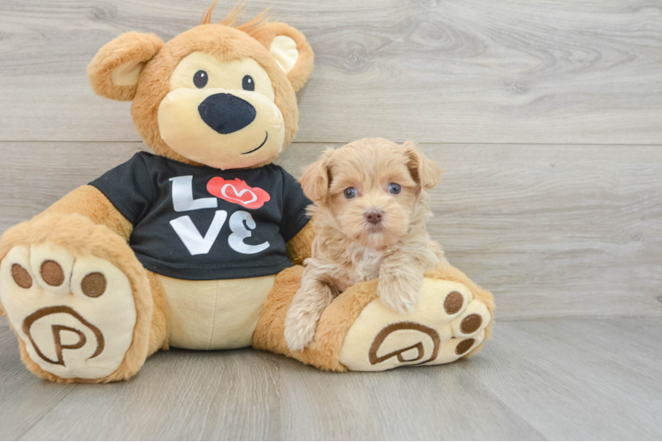 Maltipoo Pup Being Cute