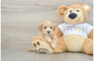 Happy Maltipoo Baby