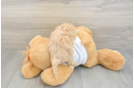Friendly Maltipoo Baby
