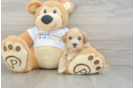 Adorable Maltidoodle Poodle Mix Puppy