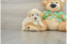 Best Maltipoo Baby
