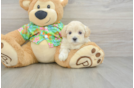Friendly Maltipoo Baby