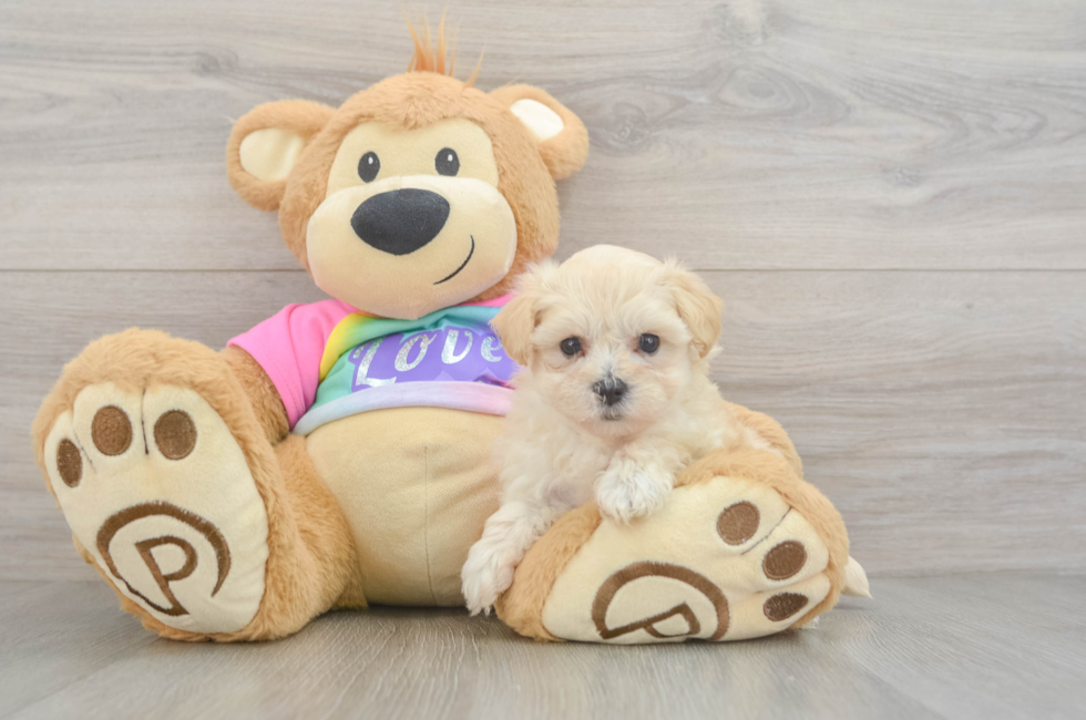 5 week old Maltipoo Puppy For Sale - Premier Pups