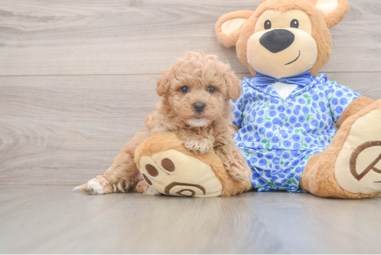 Little Malt a Poo Poodle Mix Puppy