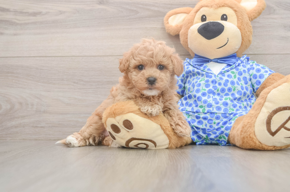 6 week old Maltipoo Puppy For Sale - Premier Pups