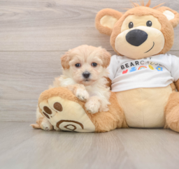 7 week old Maltipoo Puppy For Sale - Premier Pups