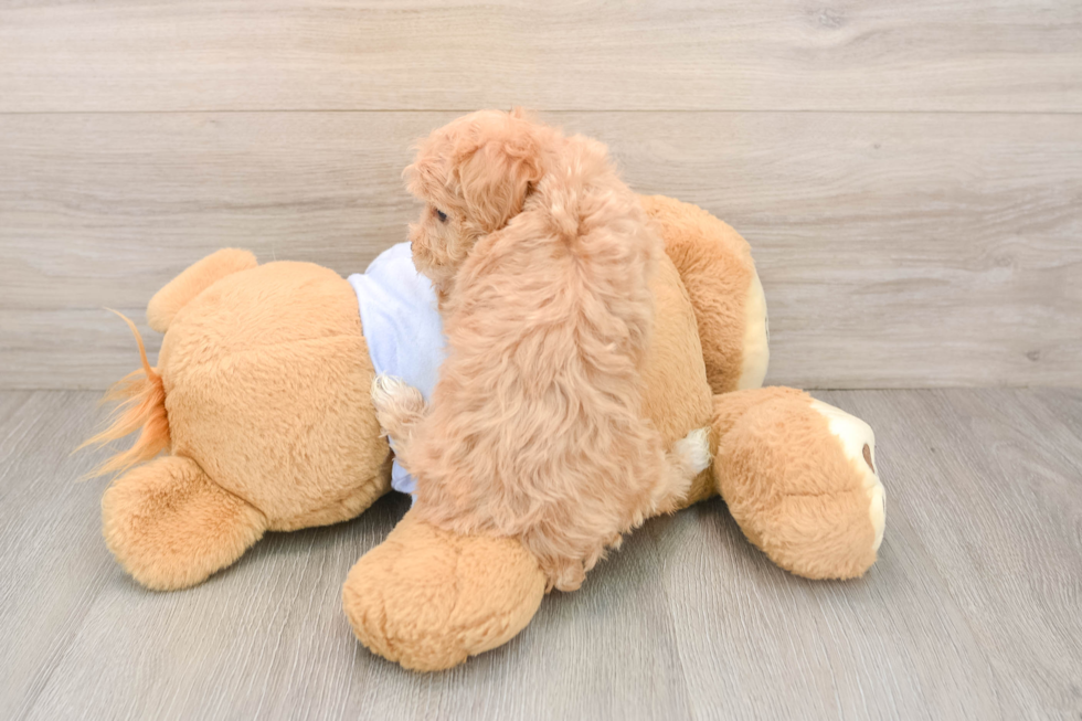 Maltipoo Puppy for Adoption