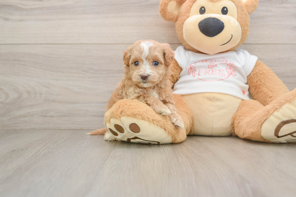 Best Maltipoo Baby