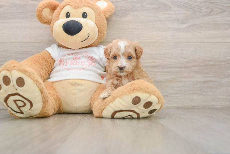 Maltipoo Puppy for Adoption