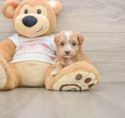6 week old Maltipoo Puppy For Sale - Premier Pups