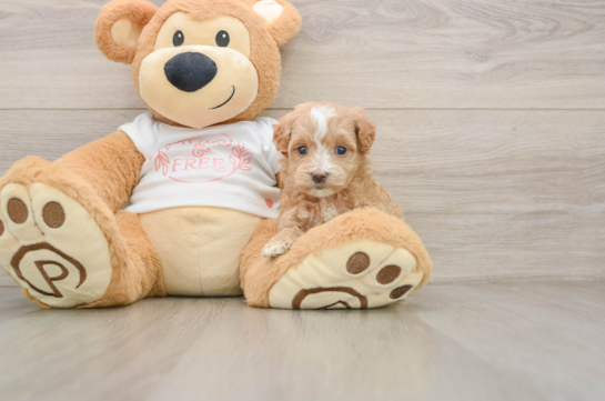 Maltipoo Puppy for Adoption