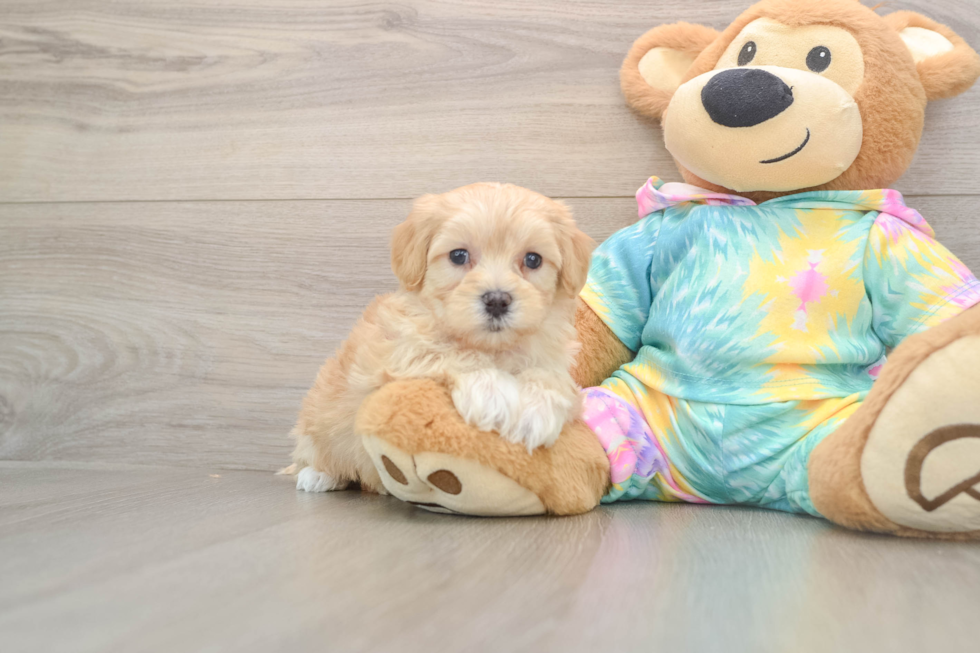 Funny Maltipoo Poodle Mix Pup
