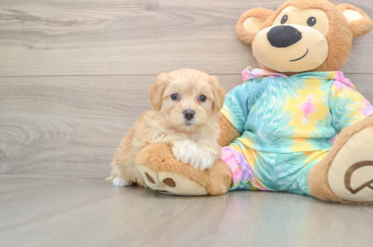 Funny Maltipoo Poodle Mix Pup