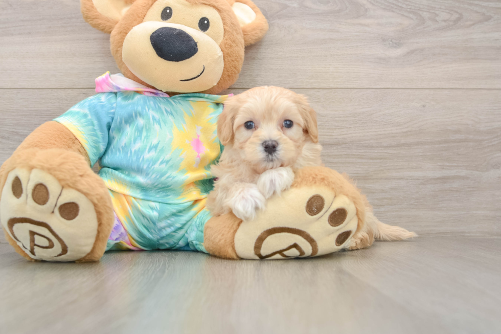 Best Maltipoo Baby