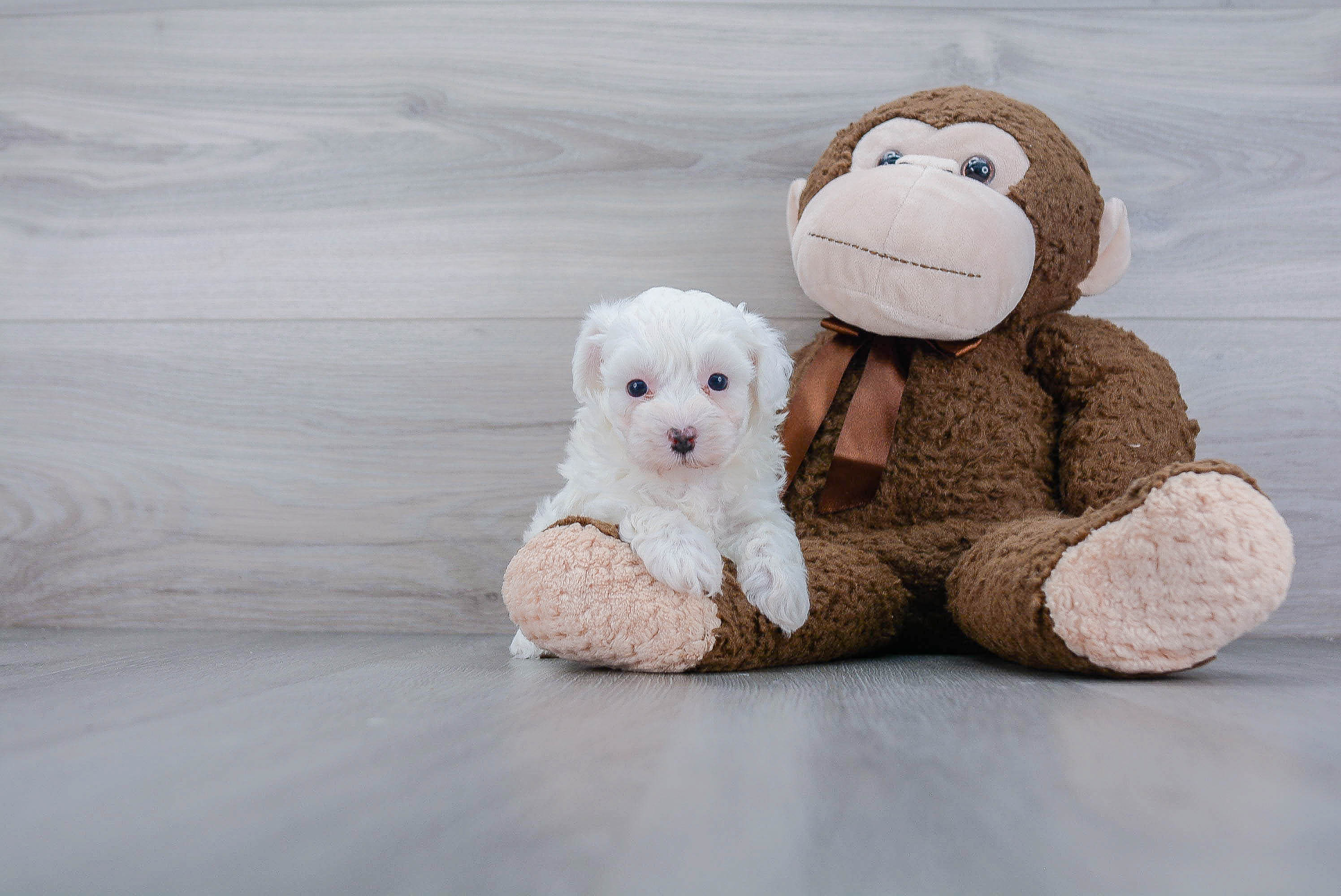 Best Maltipoo Baby
