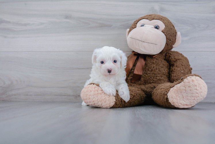 Best Maltipoo Baby