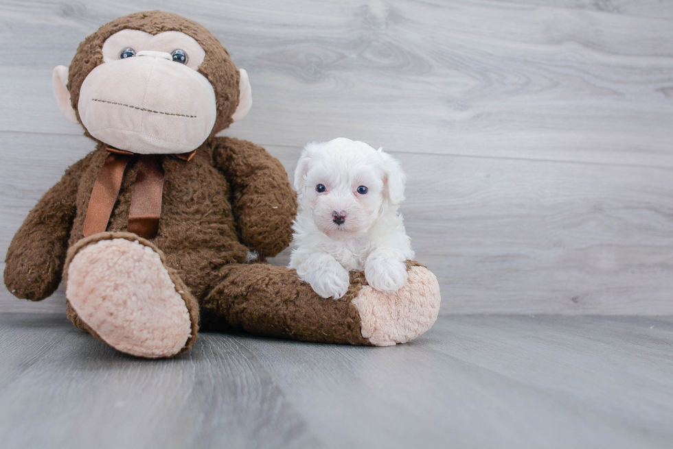 Adorable Maltese Poodle Poodle Mix Puppy