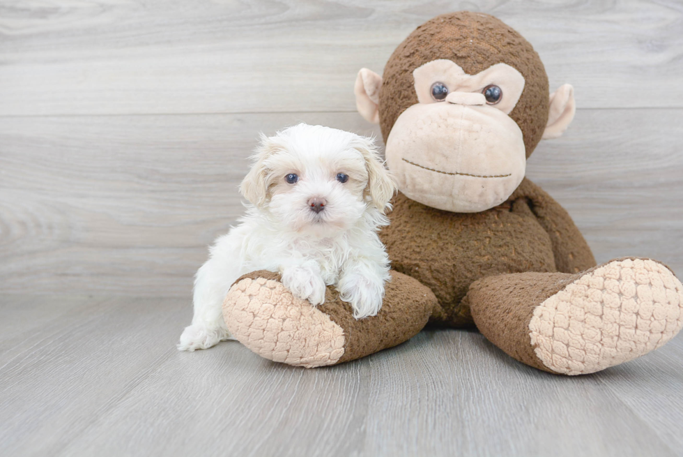 Happy Maltipoo Baby
