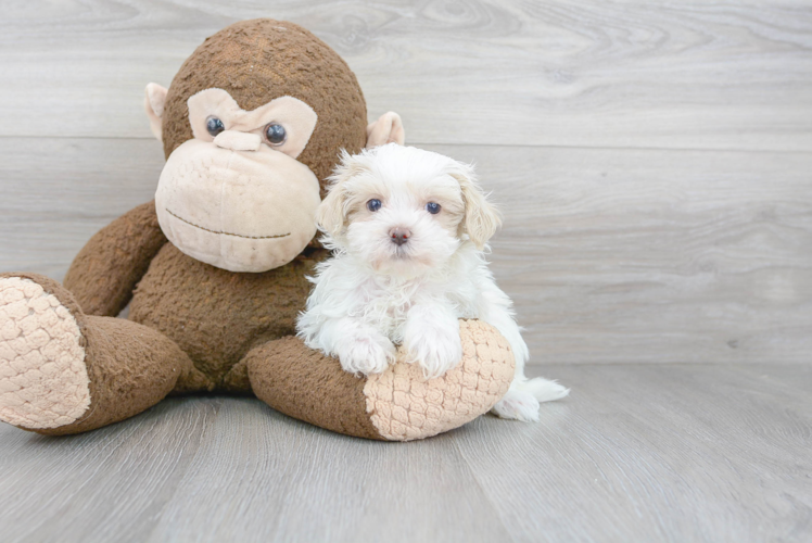 Best Maltipoo Baby