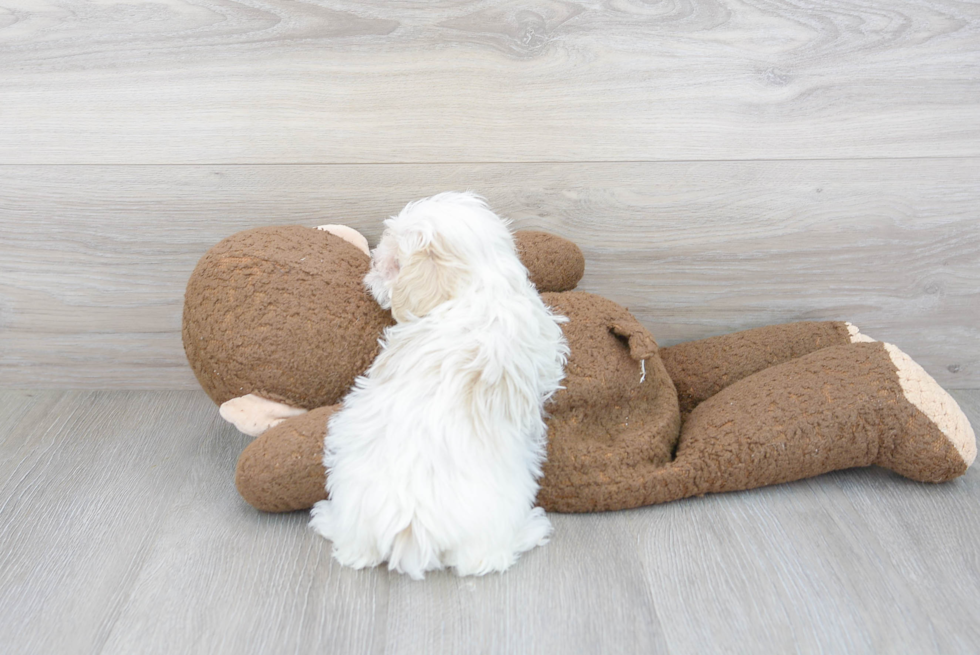 Happy Maltipoo Baby