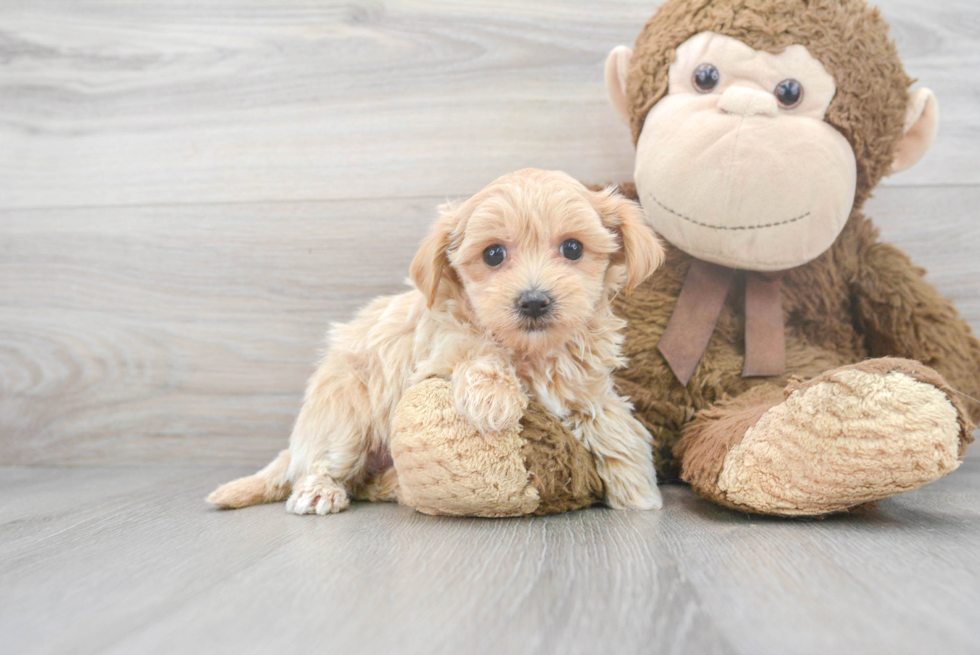 Maltipoo Puppy for Adoption