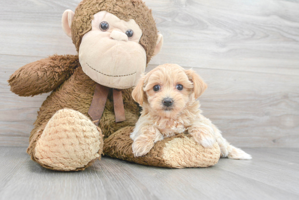 Adorable Maltepoo Poodle Mix Puppy