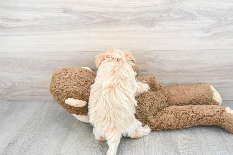 Petite Maltipoo Poodle Mix Pup