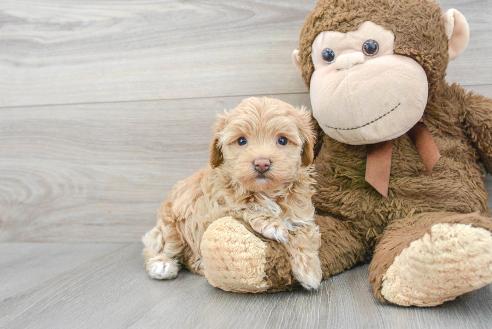 Hypoallergenic Maltese Poodle Poodle Mix Puppy