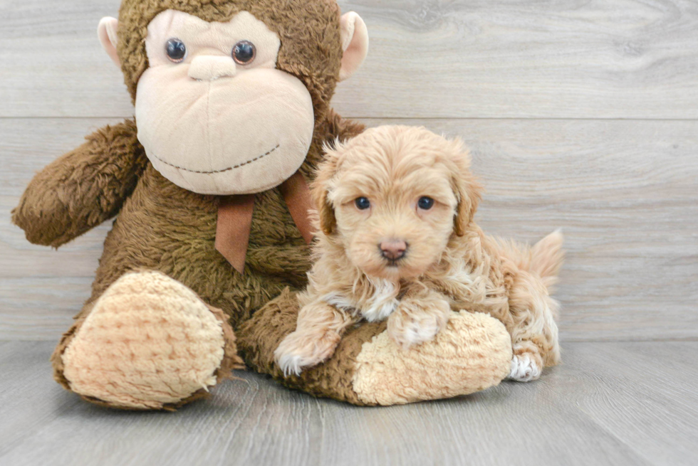 Best Maltipoo Baby