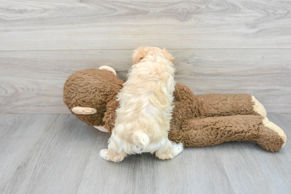 Sweet Maltipoo Baby