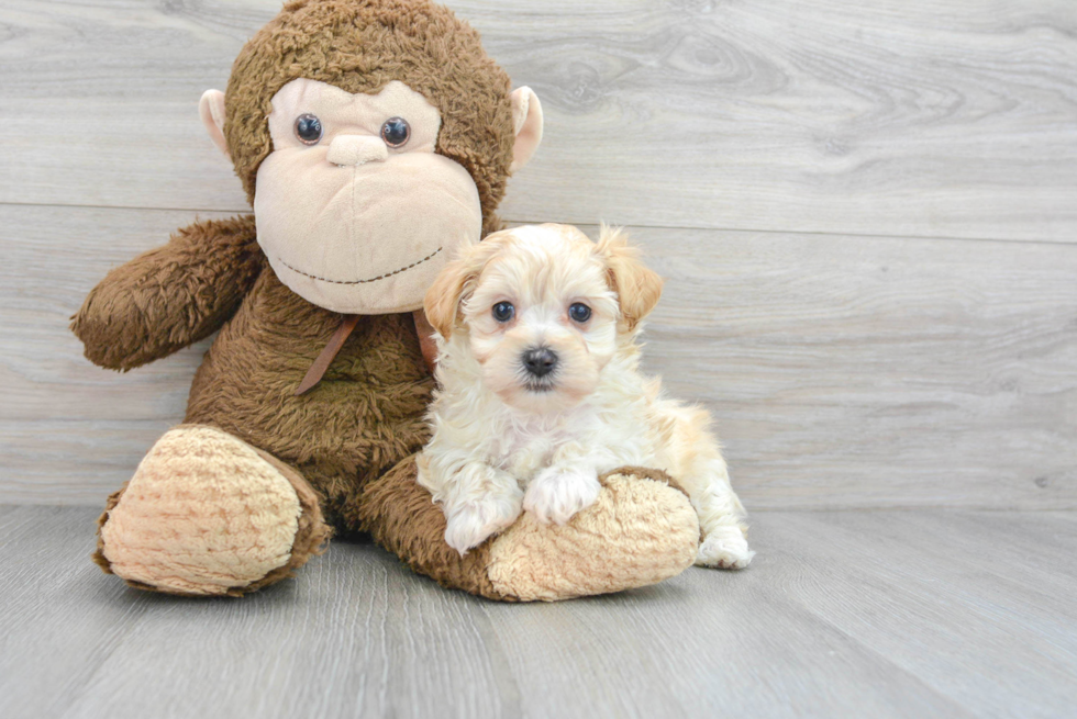 Best Maltipoo Baby