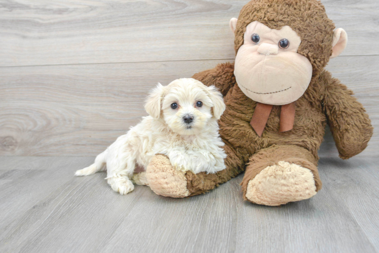 Maltipoo Puppy for Adoption