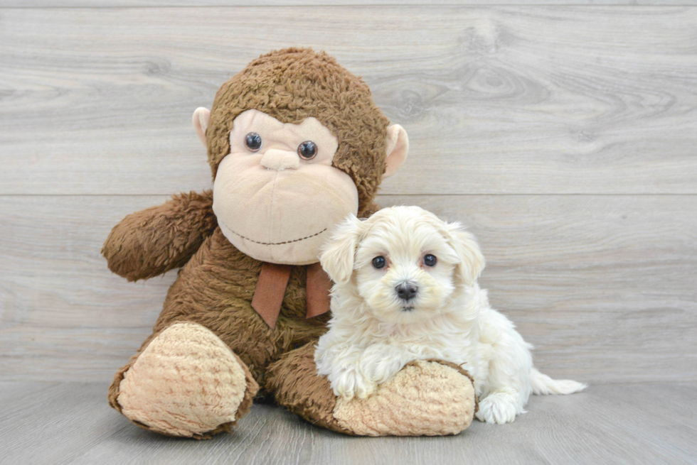 Playful Maltepoo Poodle Mix Puppy