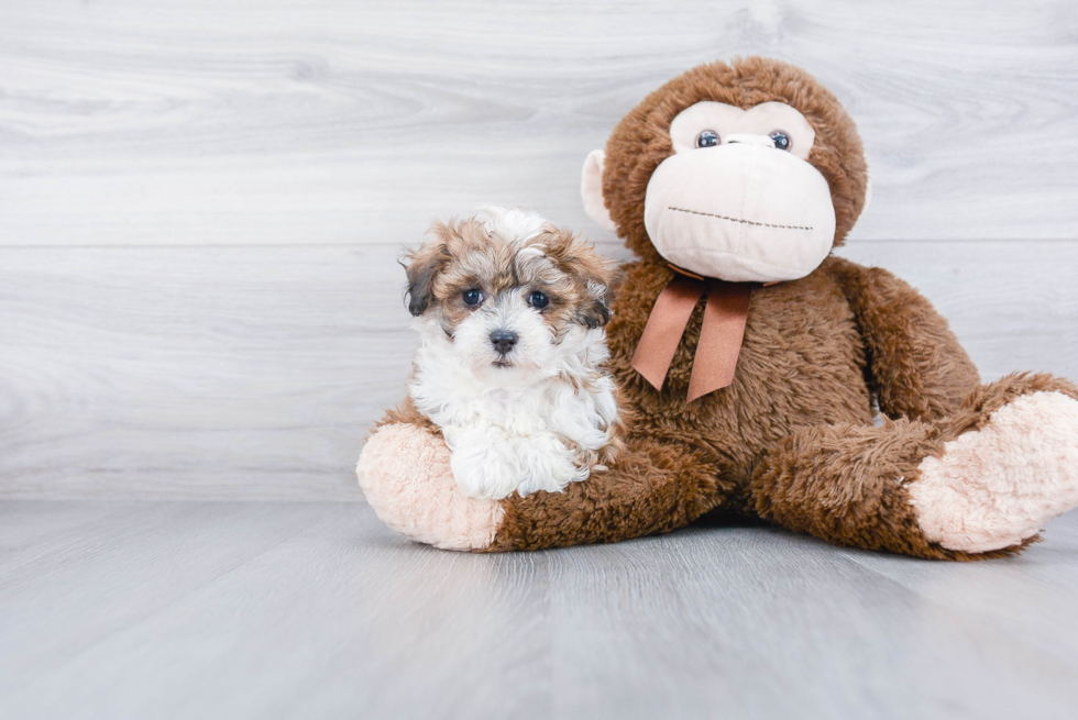 Maltipoo Pup Being Cute